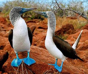 Animals in Galapagos - Travel Ecuador | Quirutoa