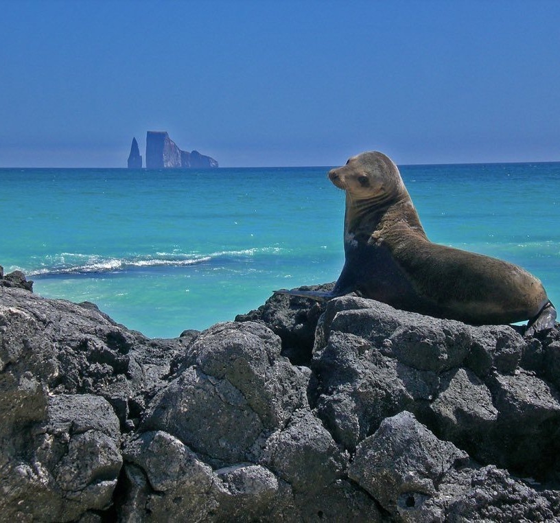 Animals in Galapagos - Travel Ecuador | Quirutoa