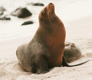 Animals in the Galapagos Islands - Travel Ecuador | Quirutoa